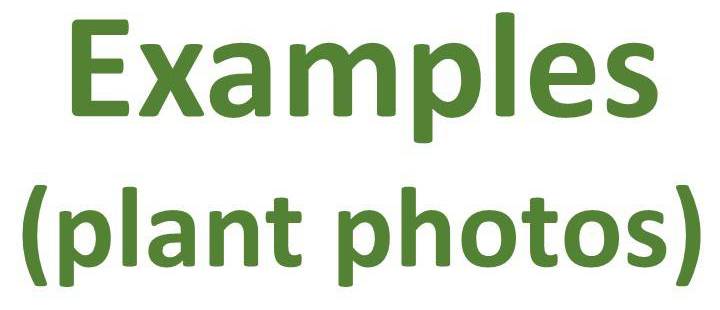 Examples (Plant Photos)